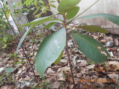 Terminalia catappa