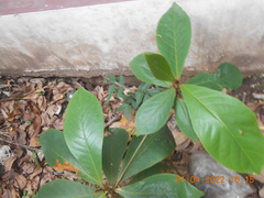 Terminalia catappa
