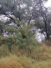 Heteromorpha arborescens