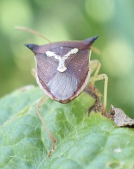 Durmia albidofuscata