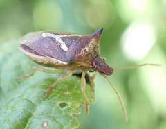 Durmia albidofuscata