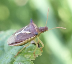 Durmia albidofuscata