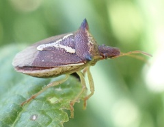 Durmia albidofuscata
