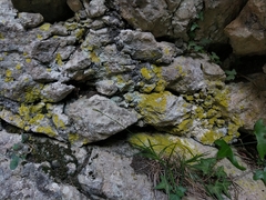 Leproplaca xantholyta