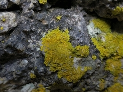 Leproplaca xantholyta