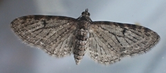 Eupithecia satyrata