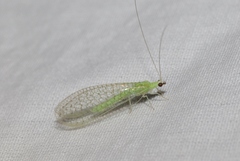 Pseudomallada perfectus