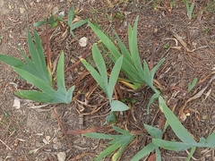 Iris albicans