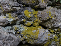 Leproplaca xantholyta