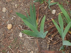 Iris albicans