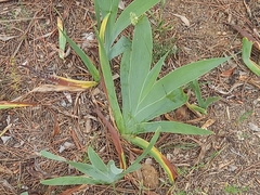 Iris albicans