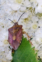 Carpocoris purpureipennis