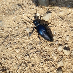 Meloe brevicollis