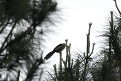 Dendrocitta formosae