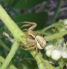 Xysticus ulmi