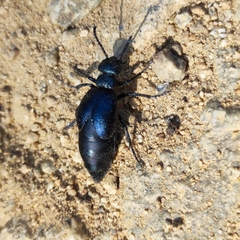 Meloe brevicollis