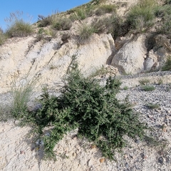 Olea europaea europaea
