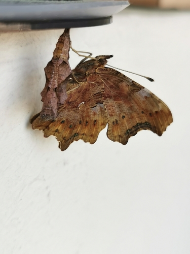 Karpytūnė nuotrauka