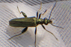Oedemera flavipes