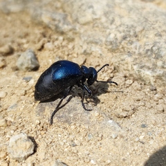 Meloe brevicollis