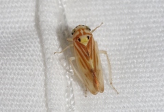 Caladonus coquilletti