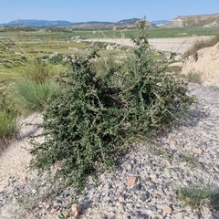 Olea europaea europaea