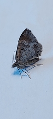 Xanthorhoe spadicearia