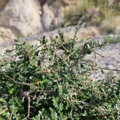 Olea europaea europaea
