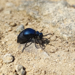 Meloe brevicollis
