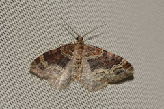 Xanthorhoe spadicearia
