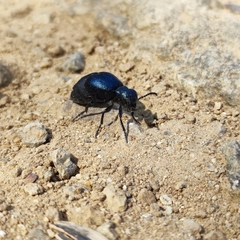 Meloe brevicollis