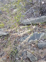 Spiraea aquilegifolia