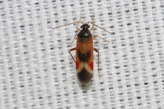 Ceratocapsus apicalis