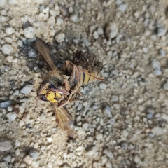 Vespula koreensis