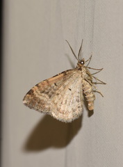 Xanthorhoe spadicearia
