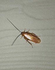 Parcoblatta virginica