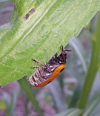 Clytra quadripunctata