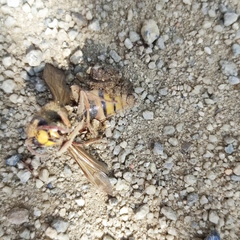 Vespula koreensis