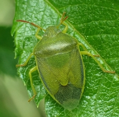 Palomena prasina