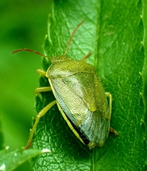 Palomena prasina