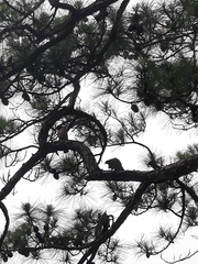 Streptopelia orientalis