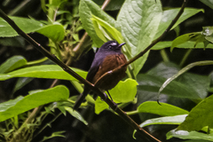 Ochthoeca cinnamomeiventris