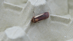 Ochropleura