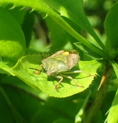 Carpocoris purpureipennis
