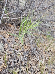 Polygonatum sibiricum