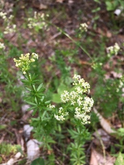 Galium mollugo