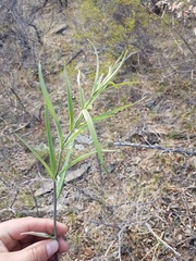 Polygonatum sibiricum