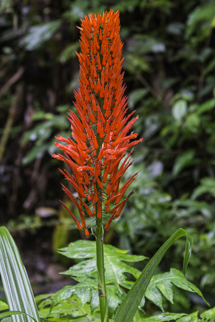 Pitcairnia lutheri