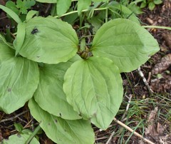 Trillium petiolatum