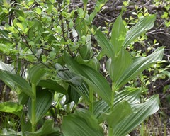 Veratrum californicum
